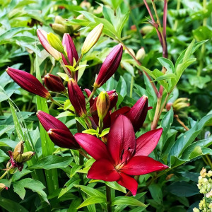  Лилия ЛА гибрид Kamsberg (Камсберг)