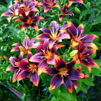 Луковицы  Лилия биколор азиатская Forever Susan (Форева Сьюзан) (3шт.)