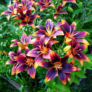  Лилия биколор азиатская Forever Susan (Форева Сьюзан)