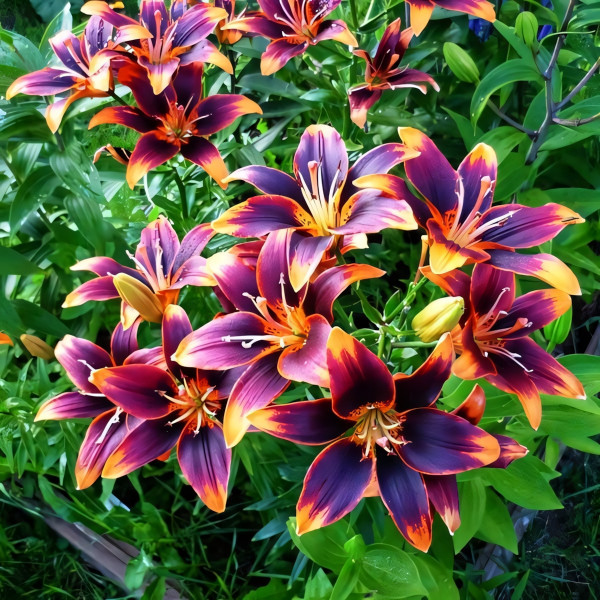 Луковицы  Лилия биколор азиатская Forever Susan (Форева Сьюзан) (3шт.)