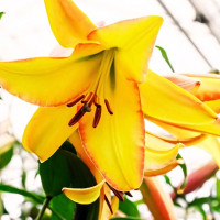 Луковицы Саженцы Лилия ОТ гибрид Rising Moon (Райзинг Мун) (3шт.)