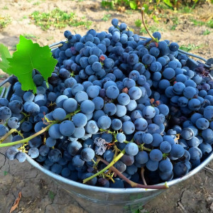 Саженцы Виноград Изабелла