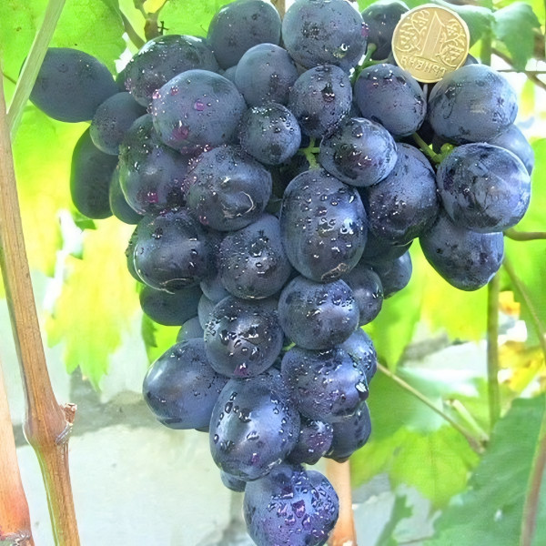 Саженцы Виноград Фуршетный