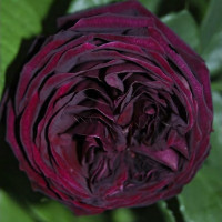 Саженцы Роза английская Принц