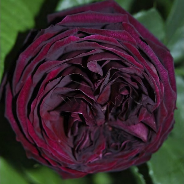 Саженцы Роза английская Принц