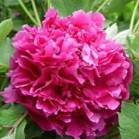 Саженцы Пион Тайная Страсть