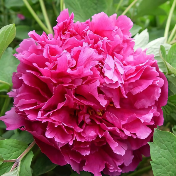 Саженцы Пион Тайная Страсть