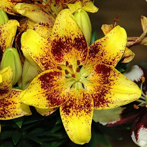  Лилия азиатская Tiny Nugget (Тайни Наггет)