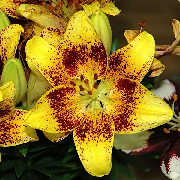 Луковицы  Лилия азиатская Tiny Nugget (Тайни Наггет) (3шт.)