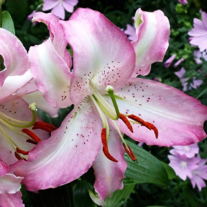  Лилия восточная Brasilia (Бразилия)