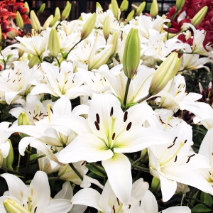  Лилия азиатская Navona (Навона)