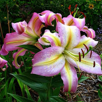 Луковицы  Лилия восточная Tom Pouce (Том Пус) (3шт.)