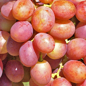 Саженцы Виноград Гурман ранний