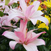 Луковицы  Лилия азиатская Bentley (Бентли) (3шт.)