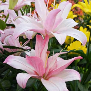  Лилия азиатская Bentley (Бентли)