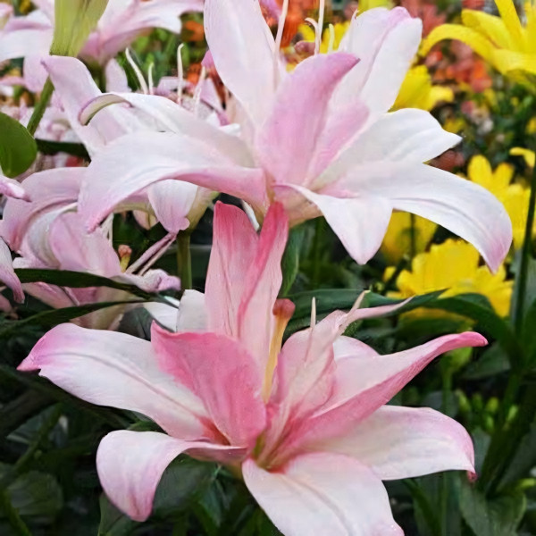 Луковицы  Лилия азиатская Bentley (Бентли) (3шт.)