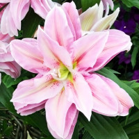 Луковицы  Лилия махровая восточная Sarah Bernhardt (Сара Бернар) (3шт.)