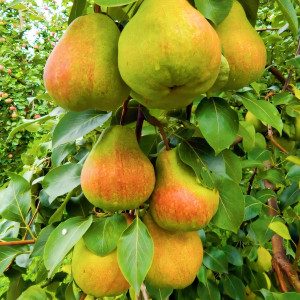 Саженцы Груша колоновидная Дойен Ду Комис