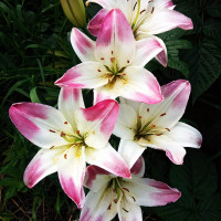 Луковицы  Лилия биколор азиатская Lollypop (Лоллипоп) (3шт.)