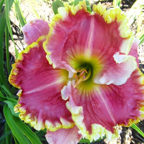 Саженцы Лилейник Dixie Sunrise (Дикси Санрайз)