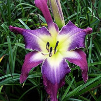 Саженцы Лилейник Violet Sabrewing (Вайлет Сабревинг)