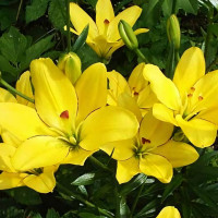 Луковицы  Лилия ЛА гибрид Yellow Cocot (Йеллоу Кокот) (3шт.)