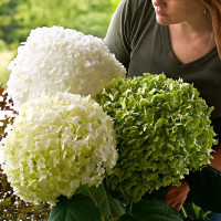 Саженец Гортензия древовидная Strong Annabelle (Стронг Аннабель)