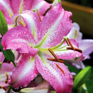  Лилия восточная Josephine (Жозефина)