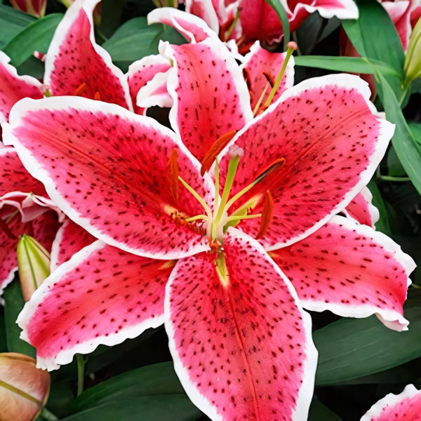 Луковицы  Лилия восточная Red Eyes (Ред Айз) (3шт.)