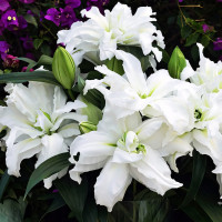 Луковицы  Лилия восточная Roselily Aisha (Розели Аиша) (3шт.)