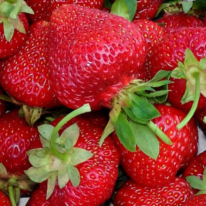 Клубника  Зенга Зенгана  (упаковка 5 шт.)