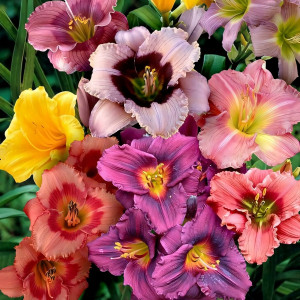 Саженцы Лилейник МИКС (ВЫГОДНО!)