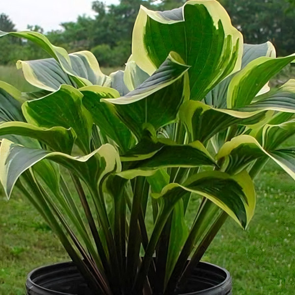 Саженцы Хоста Lakeside Granberry Relish (Лэйксайд Грэнберри Релиш) М