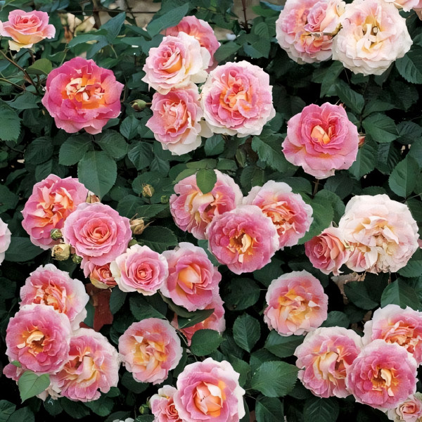 Саженцы Роза плетистая Цезарь