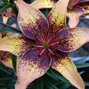  Лилия биколор азиатская Tribal Dance (Трибал Данс)