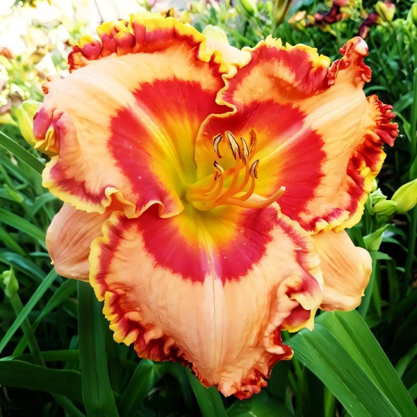 Саженцы Лилейник Spanish Fiesta (Спэниш Фиеста)