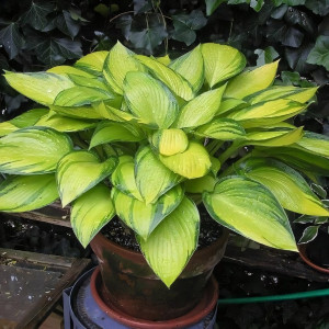 Саженцы Хоста June Fever (Джун Феве) М