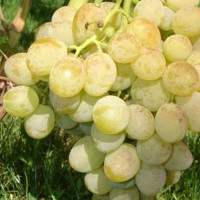 Саженцы Виноград Розовая дымка