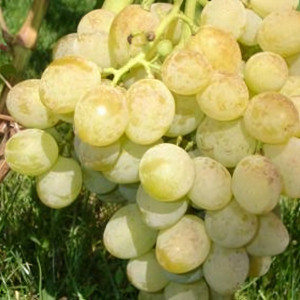 Саженцы Виноград Розовая дымка