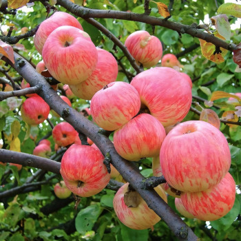 Саженцы Яблоня Коричное Полосатое