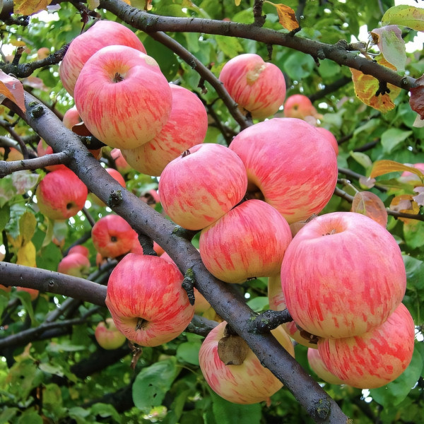 Саженцы Яблоня Коричное Полосатое