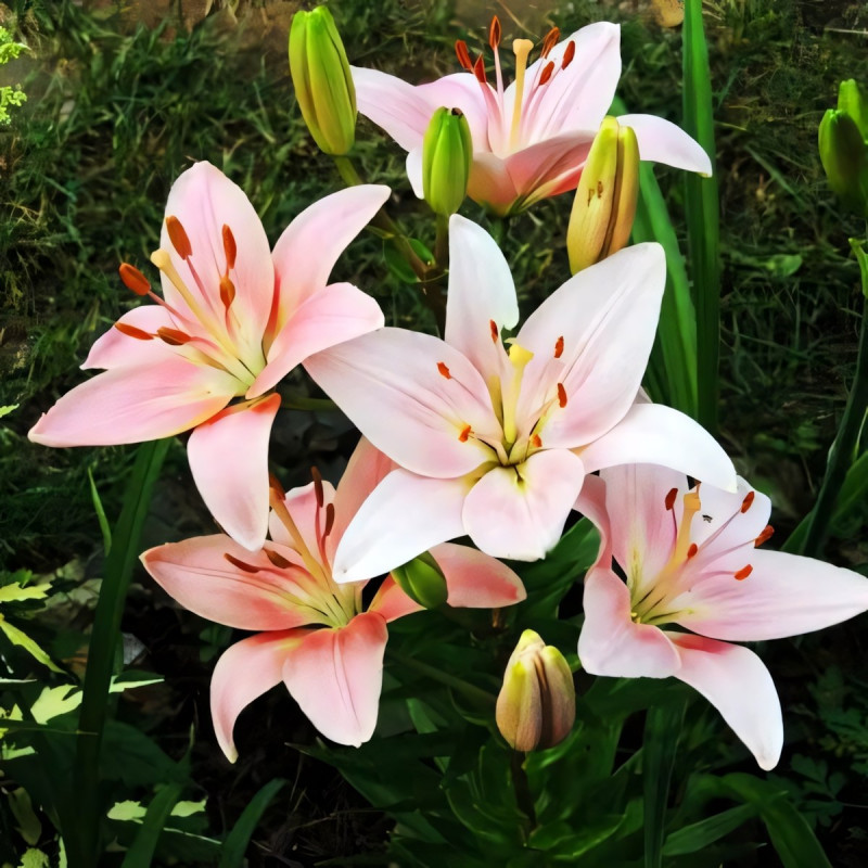 Луковицы  Лилия азиатская Chianti (Кьянти) (3шт.)