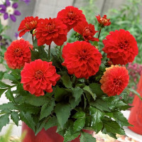 Саженцы Георгина гэллери Valentin