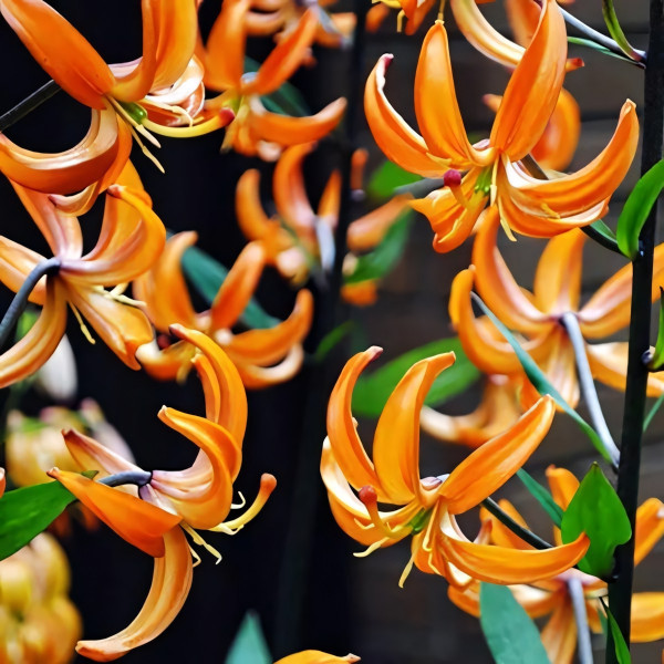 Луковицы  Лилия Orange Marmelade (Оранж Мармелад) (3шт.)