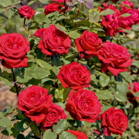 Саженцы Роза чайно-гибридная Ботеро