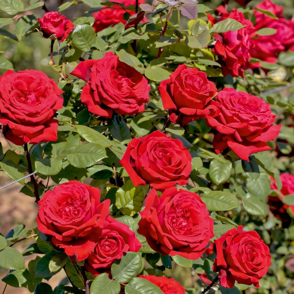 Саженцы Роза чайно-гибридная Ботеро