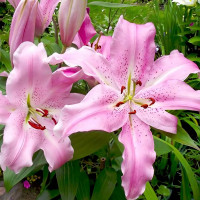 Луковицы  Лилия восточная Josephine (Жозефина) (3шт.)