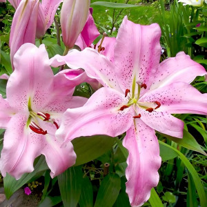  Лилия восточная Josephine (Жозефина)