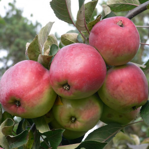 Саженцы Яблоня Квинти