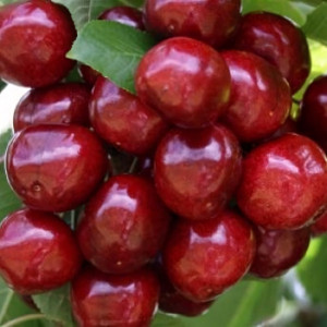 Саженцы Черешня Хелена